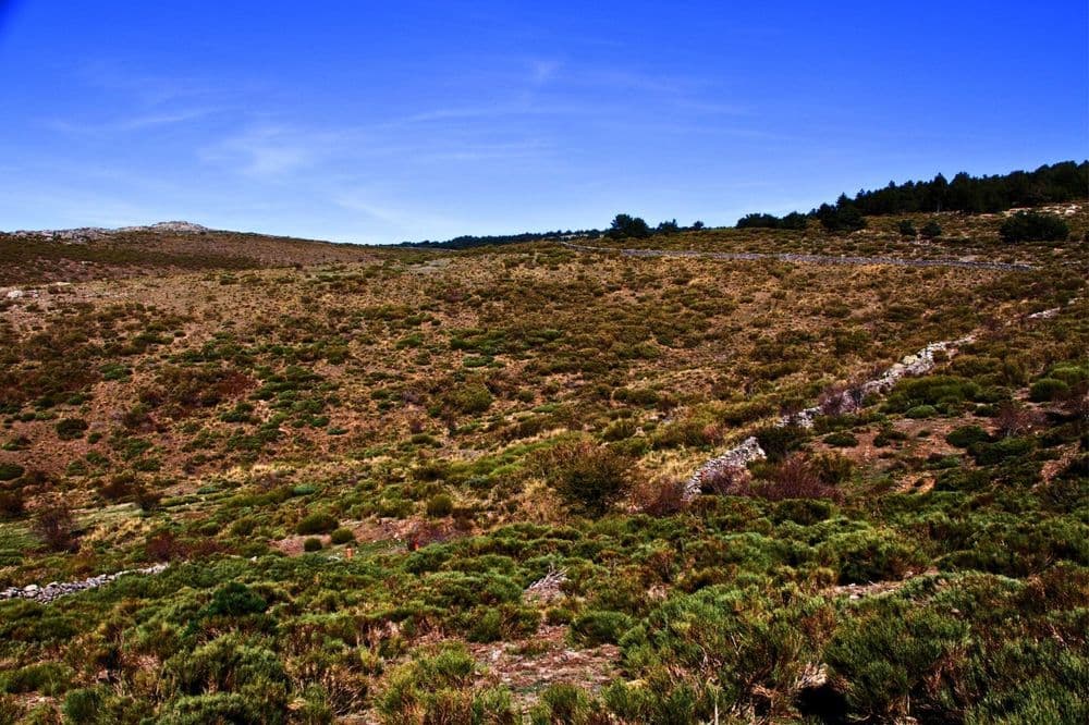 Pinar de Abantos