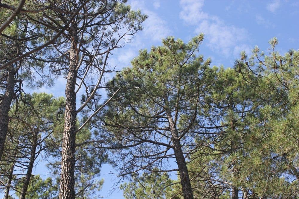 Pinar de Abantos